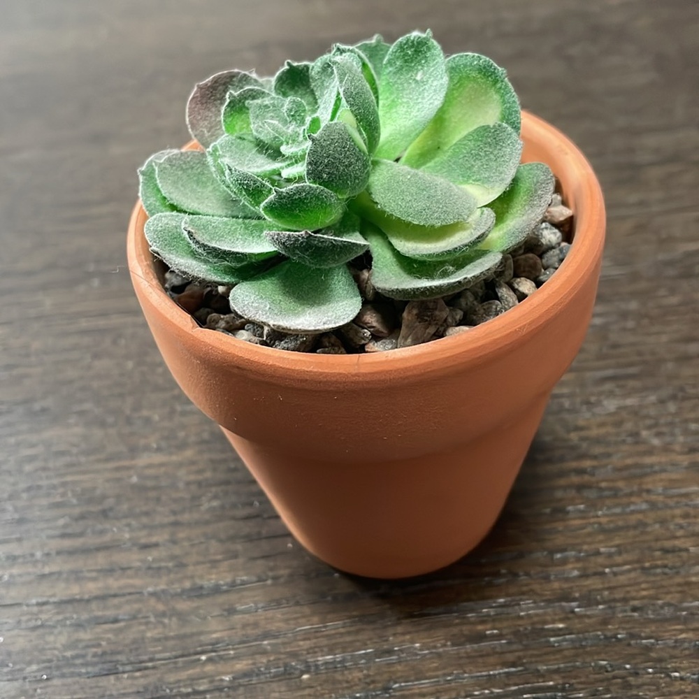 Faux Succulent In Pot